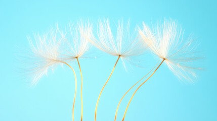 A close-up of delicate dandelion seeds with long golden stems, beautifully highlighted against a bright turquoise background, showcasing their airy texture.
