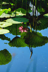 Oriental beauty: Reflection of pink lotus blossom and green leaf on lake surface