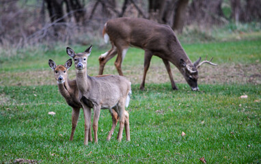 Michigan Buck and Does Enjoying a Snack