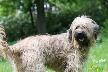 Catalaanse herder / Gos d'atura Catala Reu