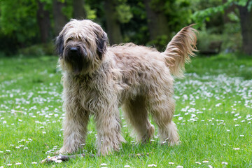 Catalaanse herder / Gos d'atura Catala Reu