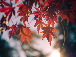 Fototapeta premium 紅葉した秋の赤色の楓の葉 レンズフレア