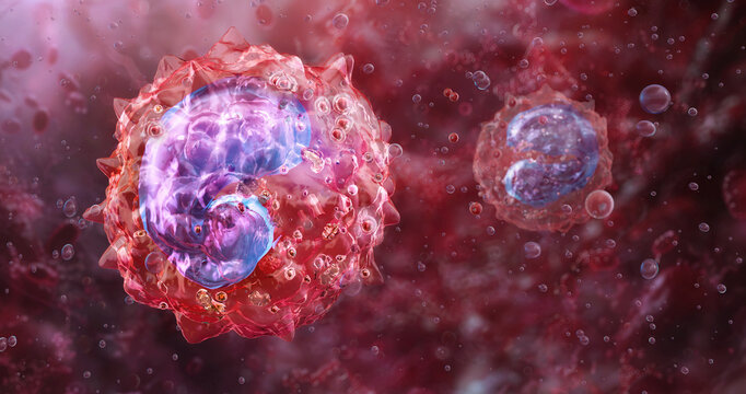 A monocyte, a type of white blood cell. The cellular structure of a monocyte: nucleus, cytoplasm, organelles. Phagocytic cells destroy pathogens: bacteria, viruses. Human immune system 3D illustration