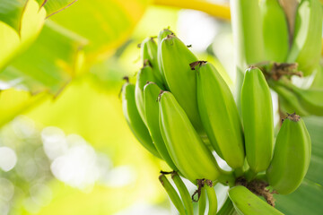 Green bananas ripening on the branch. Ideal for agriculture, food production, and tropical fruit-related content in marketing or educational materials.