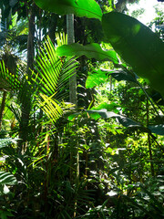 View of the rainforest in the bay of Punta Ova.