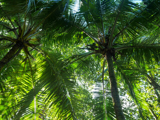 View of the rainforest in the bay of Punta Ova.