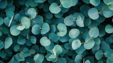 Eucalyptus leaves backgrounds outdoors pattern.