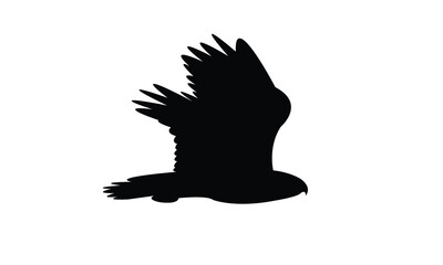 Flying Hawk Bird Silhouette Design  And Vector Illustration. 