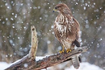 Close-up of a buzzard sitting on a branch