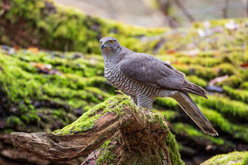 Goshawk on a branch with moss