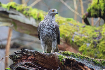 A hawk sitting on a broken branch