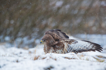Buzzard with spread wings in the snow