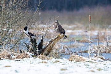 A buzzard and a magpie sitting on a stump by the pool
