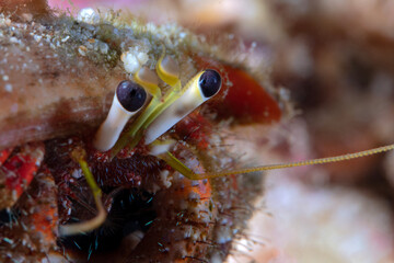 Hermit crab. Photo was taken in North Sulawesi, island Bangka, Indonesia