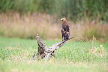 Landscape with a lesser spotted eagle in a summer meadow