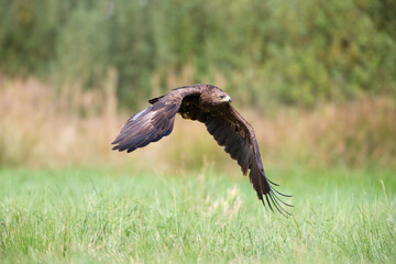 Lesser spotted eagle flying over a meadow on a hot day