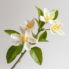 Obraz premium An isolated citrus tree blossom was photographed against a white backdrop.