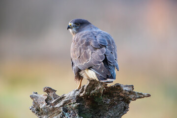 A bird of prey on a stump on a warm background