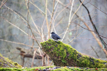 A blackbird sitting on a mossy trunk