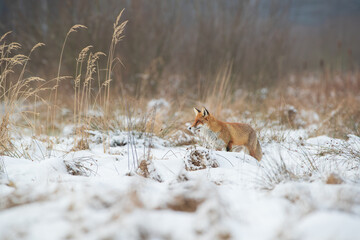 A fox on a snow-covered meadow among dry stalks