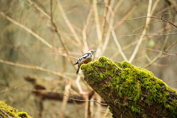 A woodpecker sitting on a broken branch