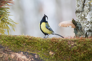 Great tit on a mossy tree stump looking up