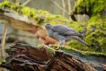 A hawk sitting on a fallen mossy tree
