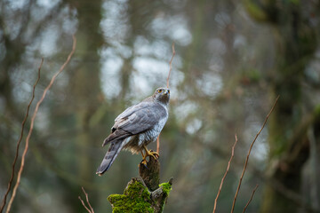 A hawk sitting on the top of a branch in the forest