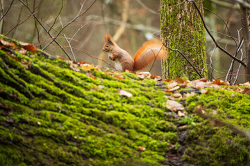 A squirrel on a mossy branch among dry leaves