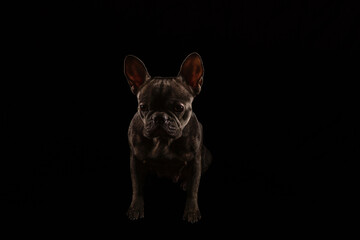 bulldogge französische