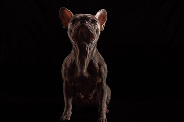 bulldogge französische