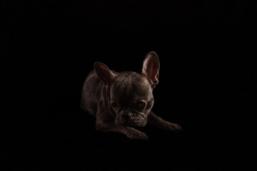 bulldogge französische