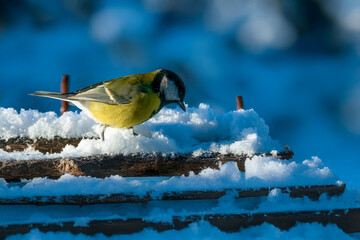 Una cinciallegra (Parus major) cerca cibo su un ramo parzialmente coperto di neve.