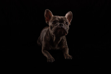 bulldogge französische