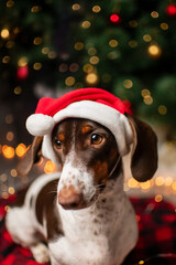 cute christmas photo of a piebald dachshund dog in a holiday hat on a bokeh garland background