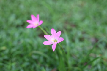 Fototapeta premium flower