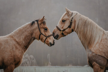 Mother and son with halters in front of each other on a moody misty morning
