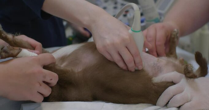 A veterinarian in a blue coat performs an ultrasound examination of a pregnant dog lying on an examination table. The doctor assesses the health of the puppies developing in the abdominal cavity.