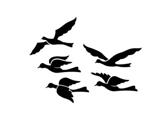 birds in flight
