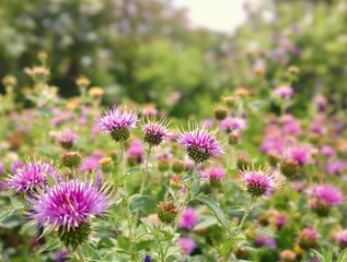 Obraz premium A close-up of prickly burdock flowers blooming in a wild meadow, countryside, rural