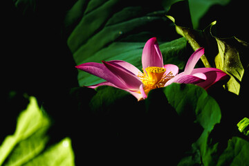 Chinese beauty: Pink lotus blooming in sunlight with green leaf