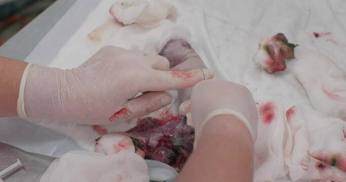 A veterinarian carefully ties the umbilical cord of a newborn puppy after a cesarean section. The puppy lies on the operating table as the doctor tenderly and lovingly helps it recover from birth.