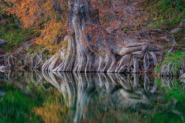 Cypress tree roots reflected in autumn river.
