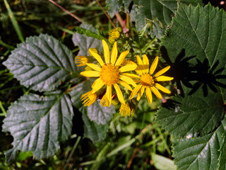 ein 'Unkraut' am Wegesrand