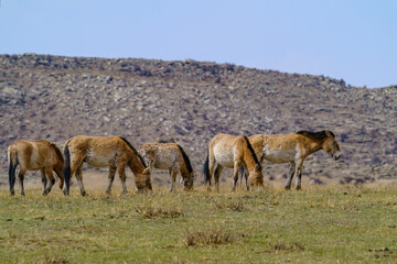 ホスタイ国立公園　野生馬タヒ（モウコノウマ）