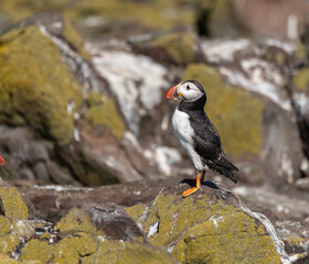 Puffin on the ground on Inner Farne Island in the Farne Islands, Northumberland, England