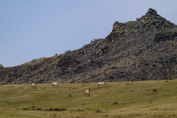Obraz premium ホスタイ国立公園 野生馬タヒ（モウコノウマ）