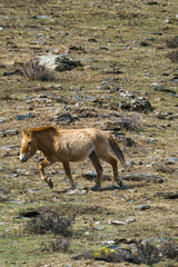 ホスタイ国立公園　野生馬タヒ（モウコノウマ）