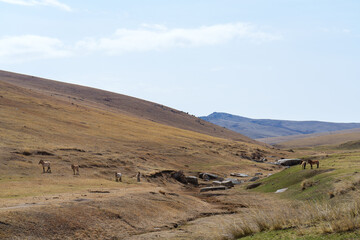 ホスタイ国立公園　野生馬タヒ（モウコノウマ）