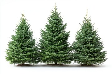 Obraz premium Three perfect christmas trees standing on white background